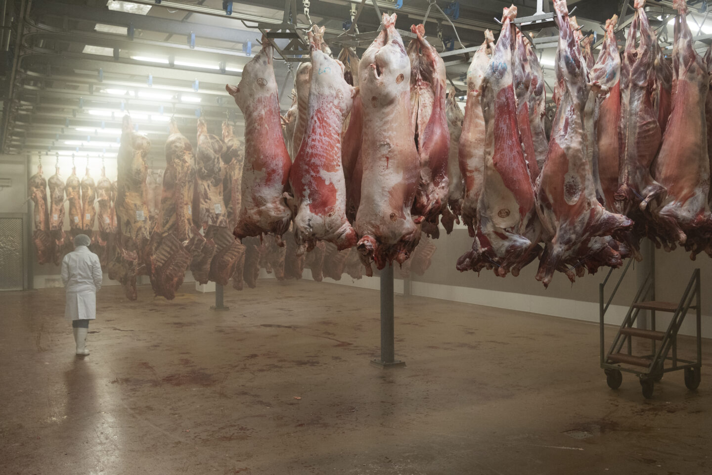 Abattoir 31